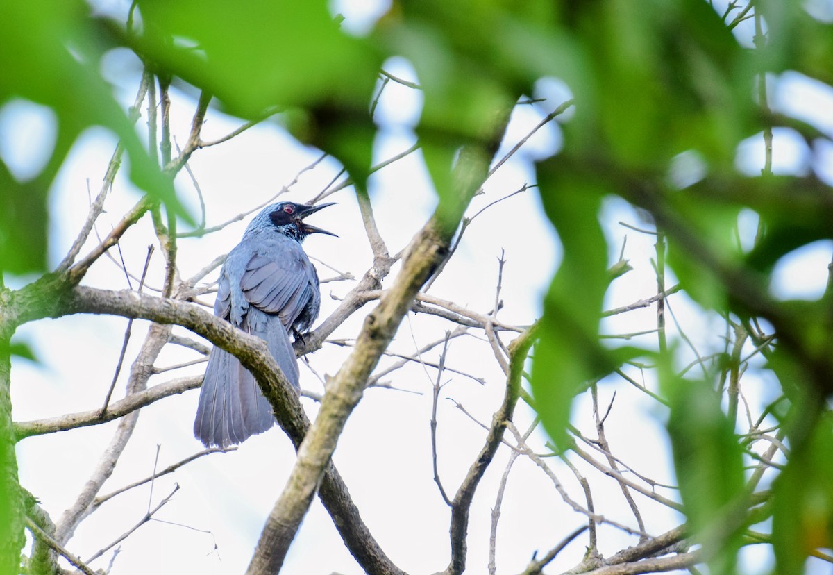 Blue Mockingbird - ML640456375
