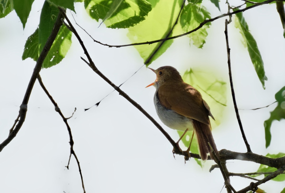 Orange-billed Nightingale-Thrush - ML640456377