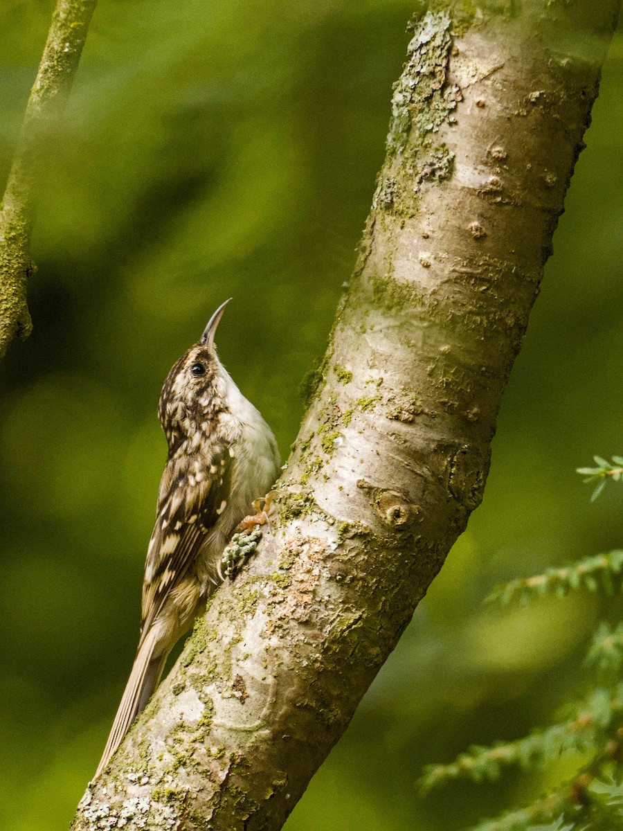 Brown Creeper - ML640456378