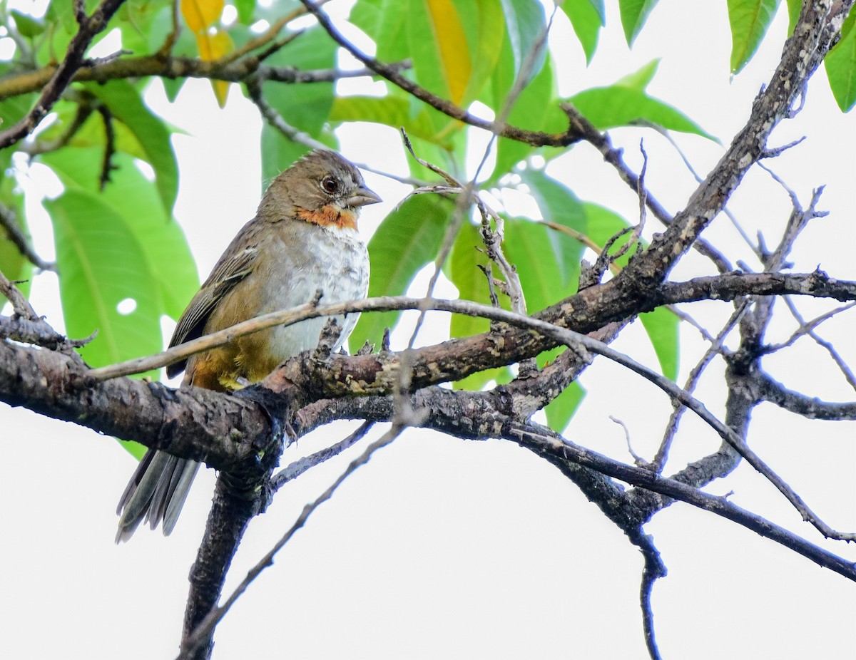 White-throated Towhee - ML640456409