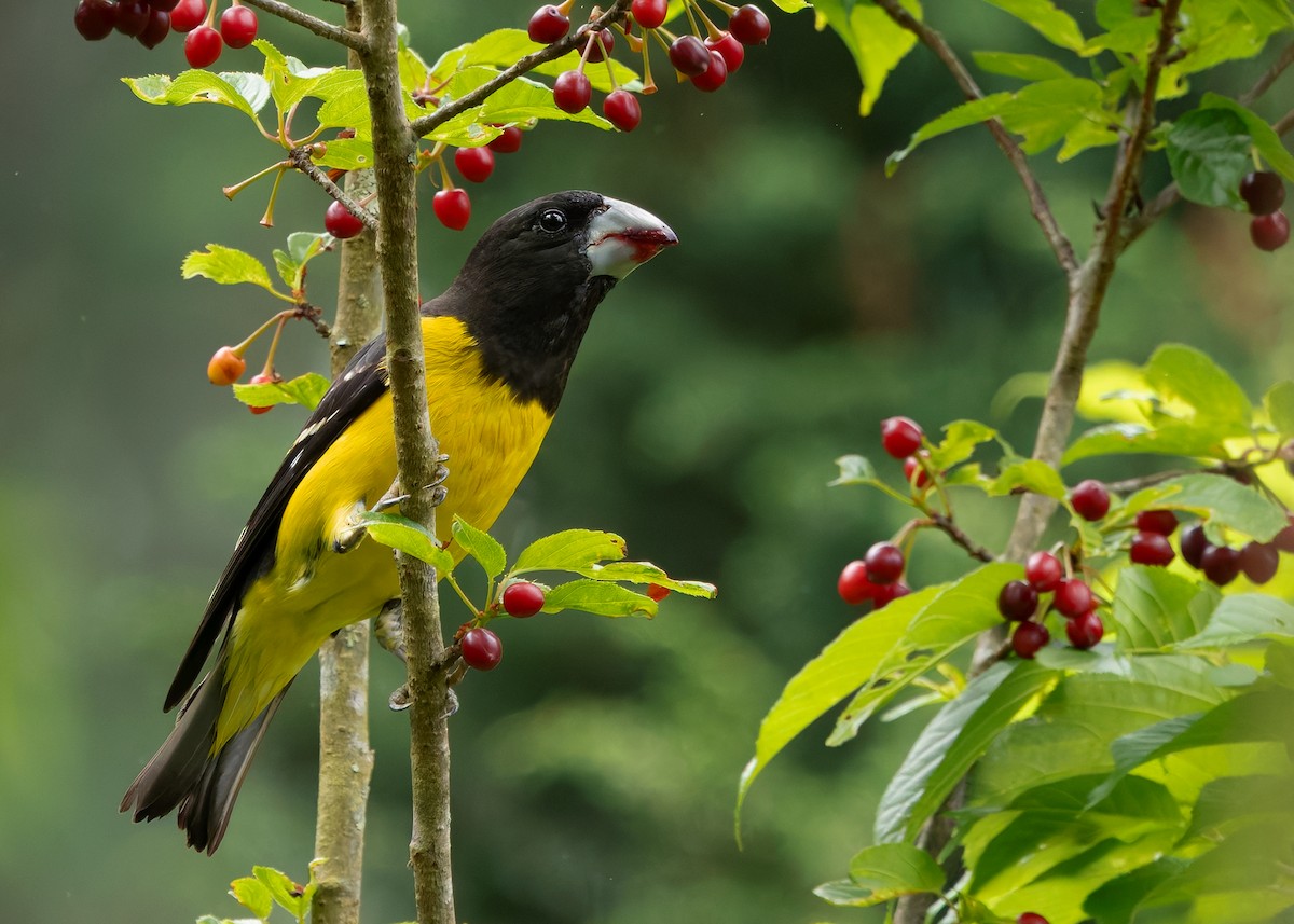 Spot-winged Grosbeak - ML640456420