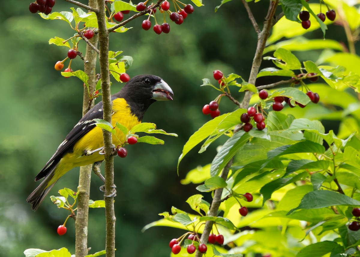 Spot-winged Grosbeak - ML640456421