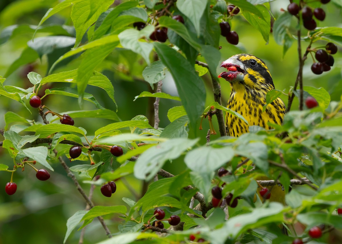Spot-winged Grosbeak - ML640456422