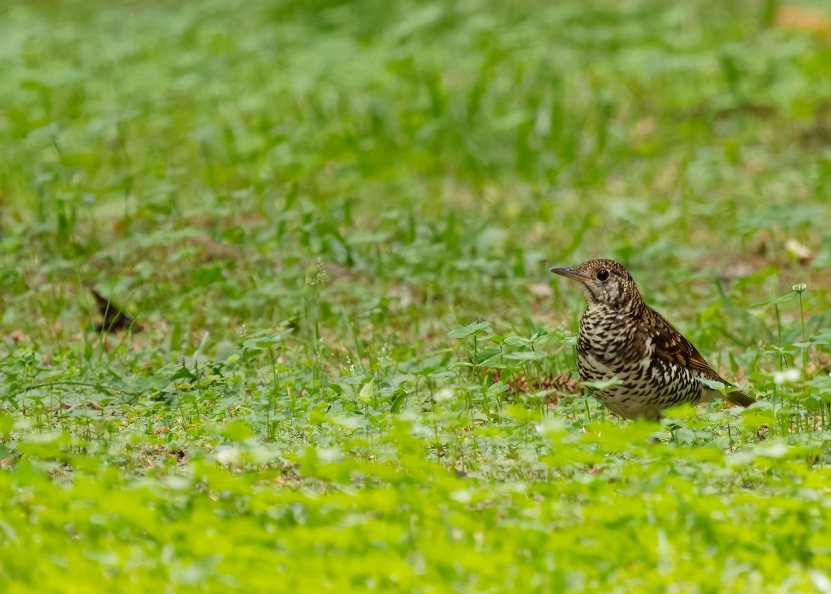Scaly Thrush (Scaly) - ML640456426