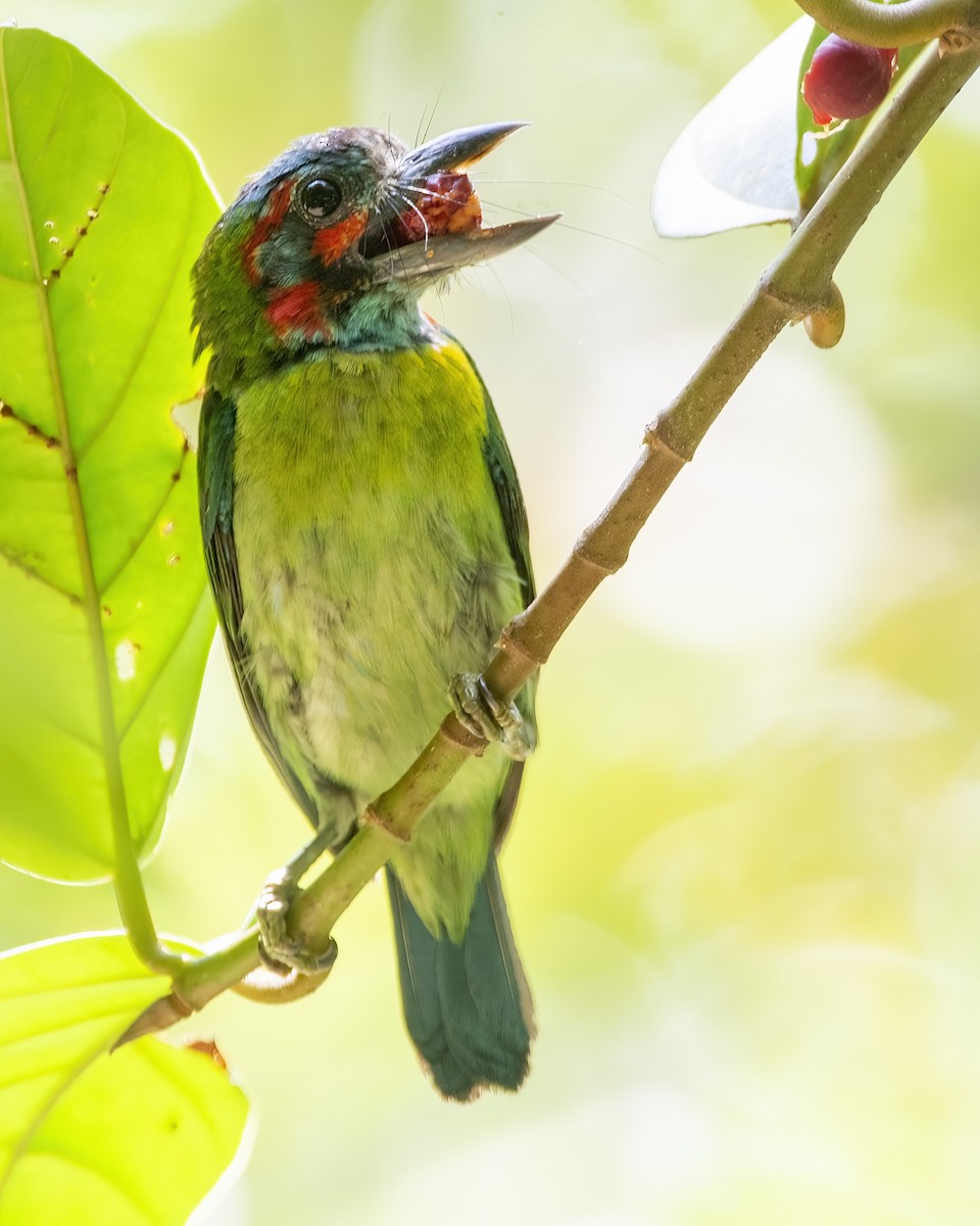 Black-eared Barbet - ML640456457