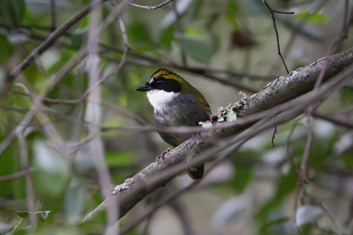 Green-striped Brushfinch - ML640456508