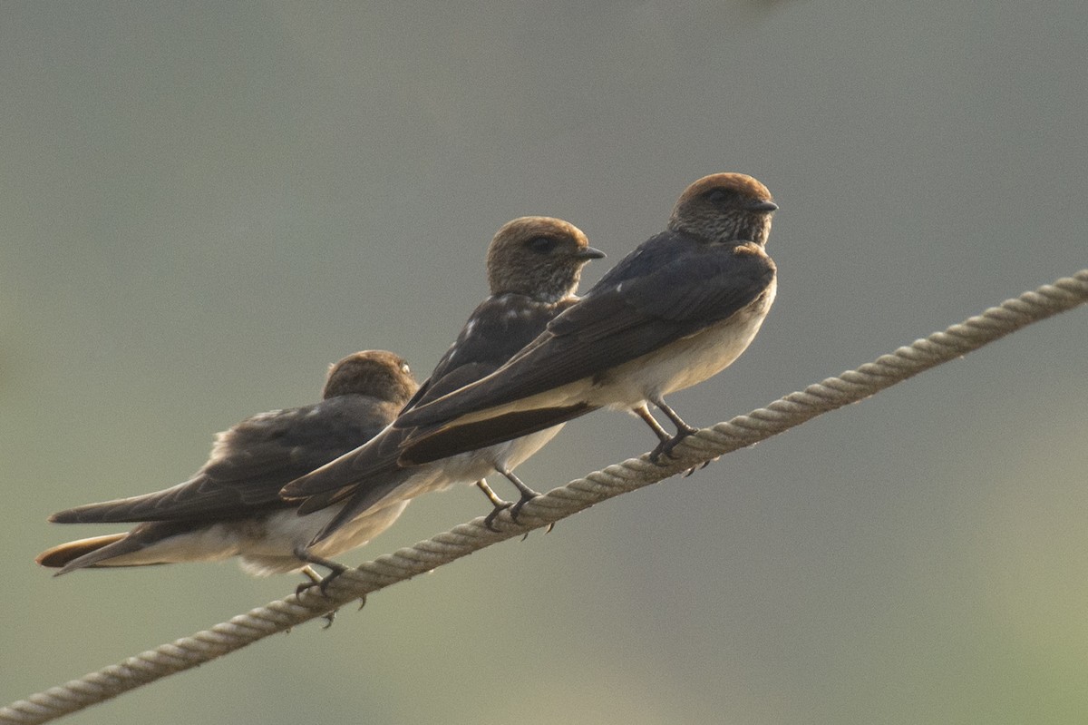 Streak-throated Swallow - ML640456516