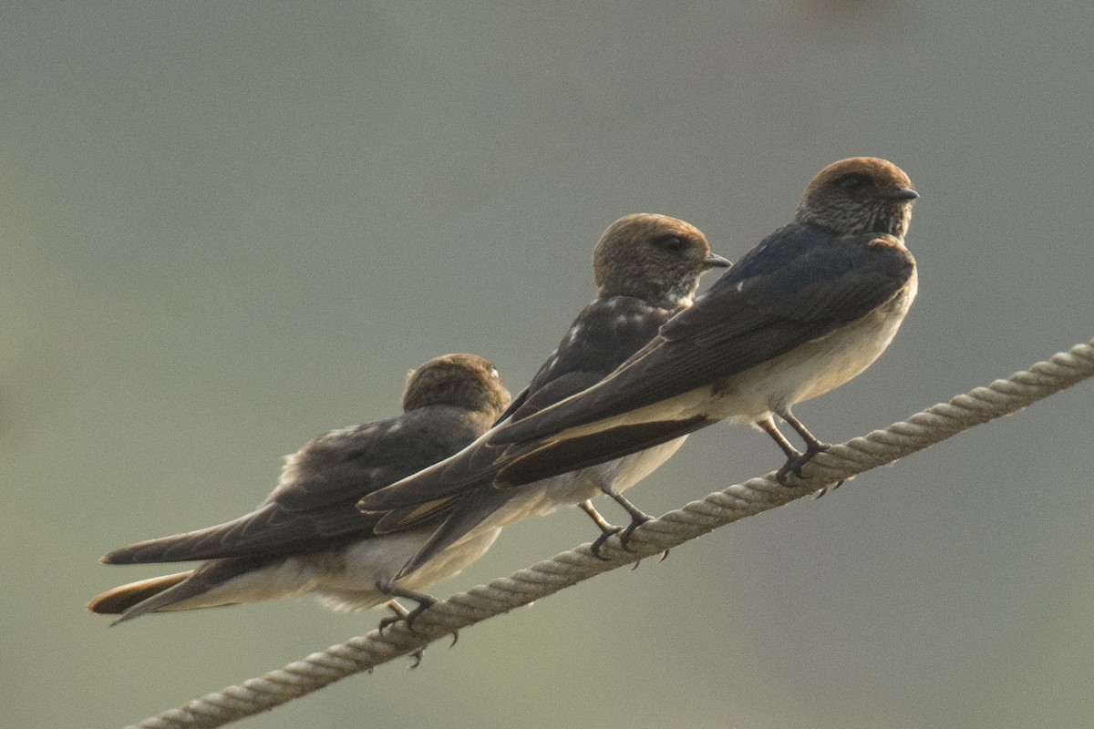 Streak-throated Swallow - ML640456517