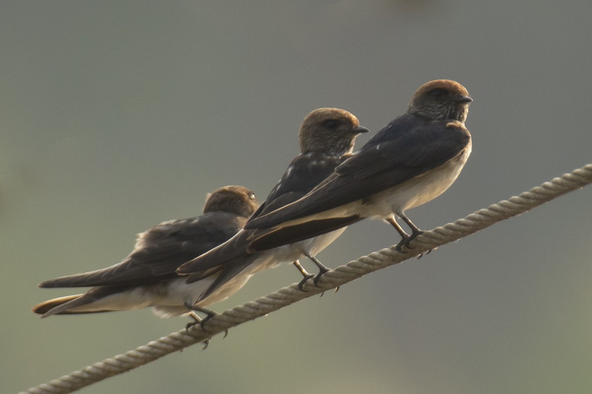 Streak-throated Swallow - ML640456518