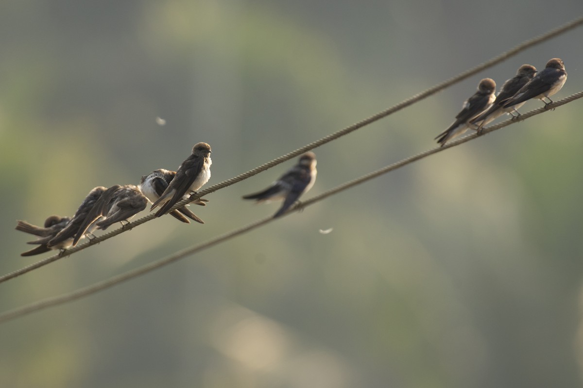 Streak-throated Swallow - ML640456520
