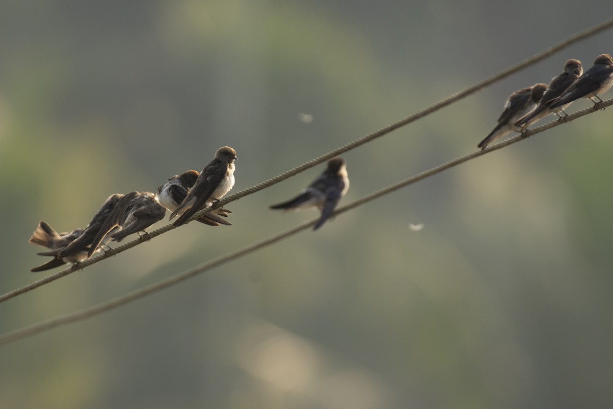 Streak-throated Swallow - ML640456521