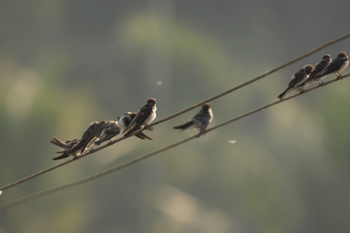 Streak-throated Swallow - ML640456523