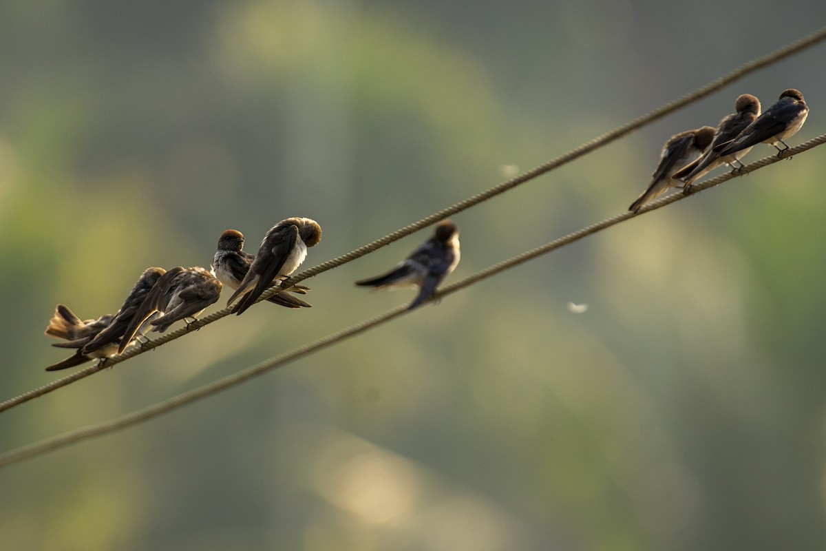 Streak-throated Swallow - ML640456525