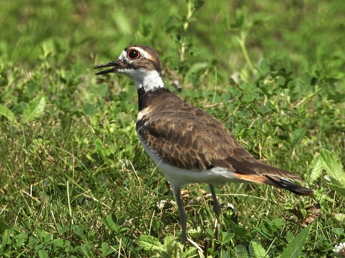 Killdeer - ML640456544