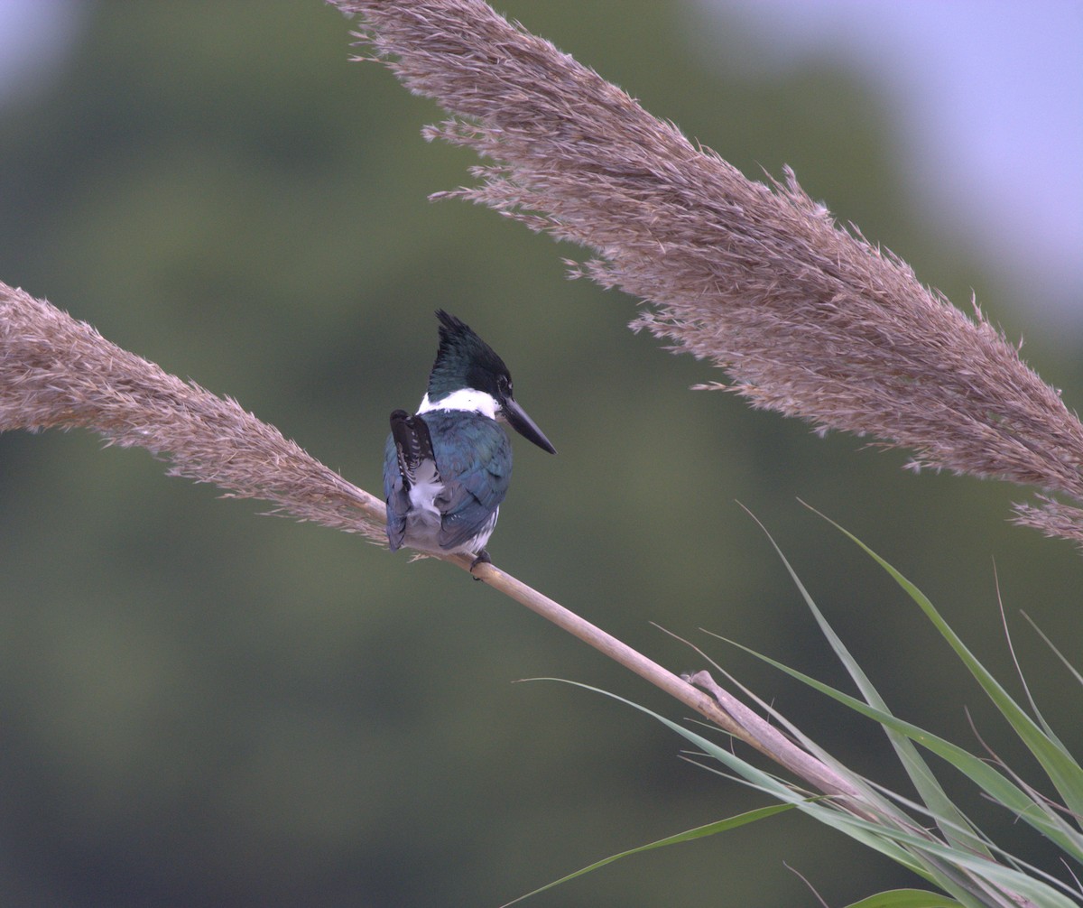 Amazon Yeşil Yalıçapkını - ML640456548
