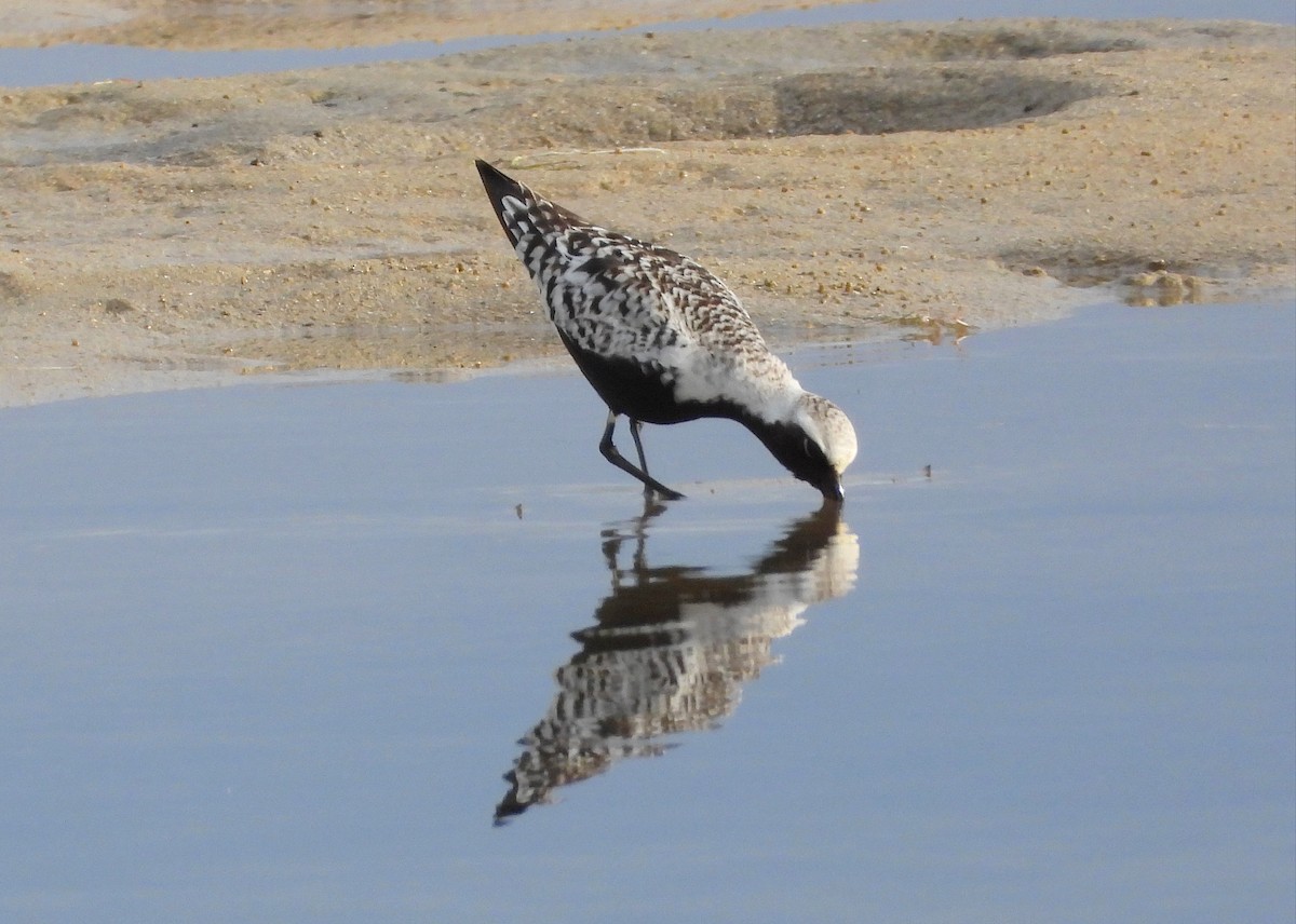 Black-bellied Plover - ML640456551