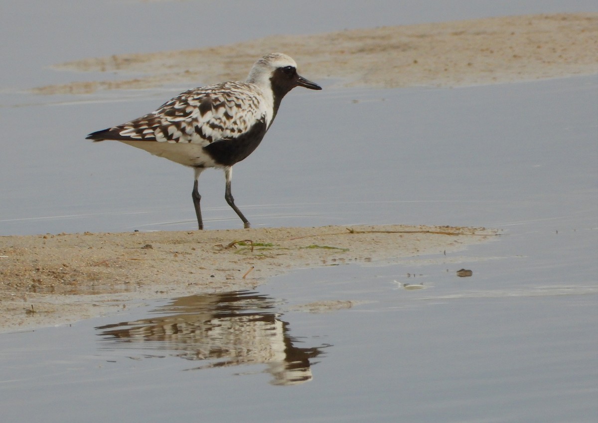 Black-bellied Plover - ML640456552