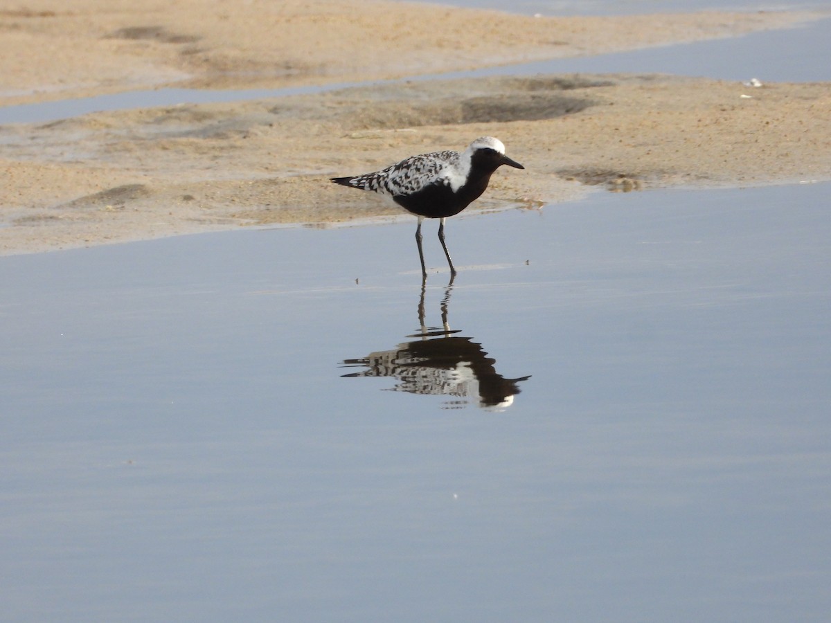 Black-bellied Plover - ML640456553