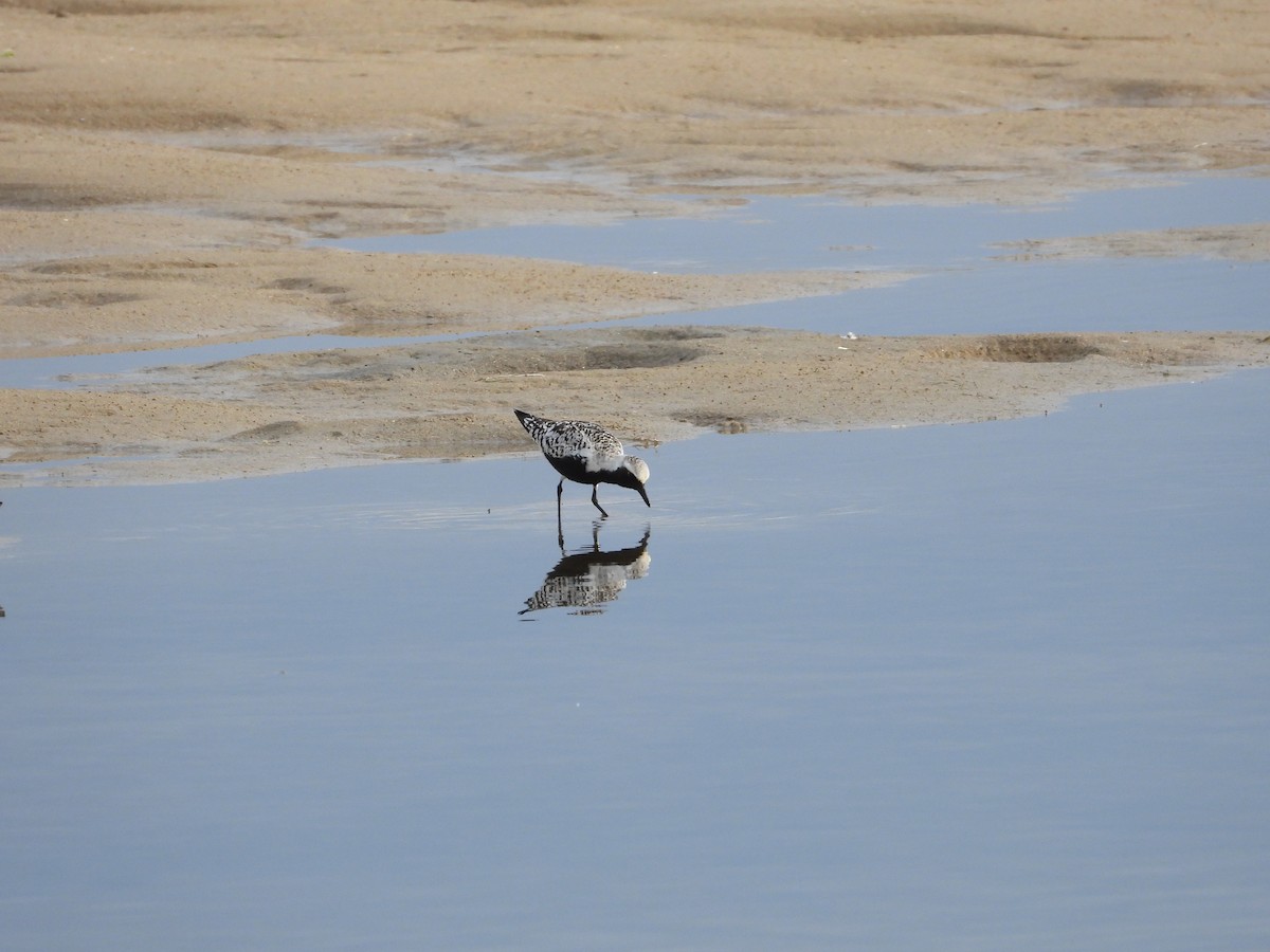 Black-bellied Plover - ML640456554