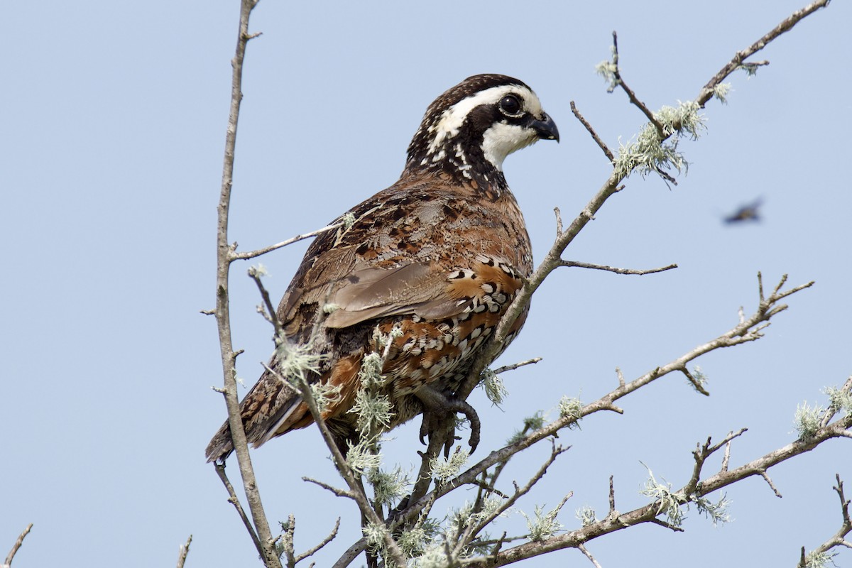 Northern Bobwhite - ML640456556