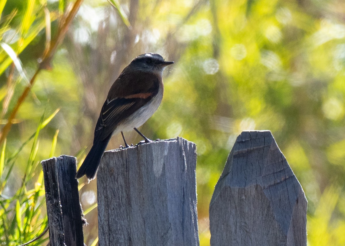 Rufous-breasted Chat-Tyrant - ML640456620