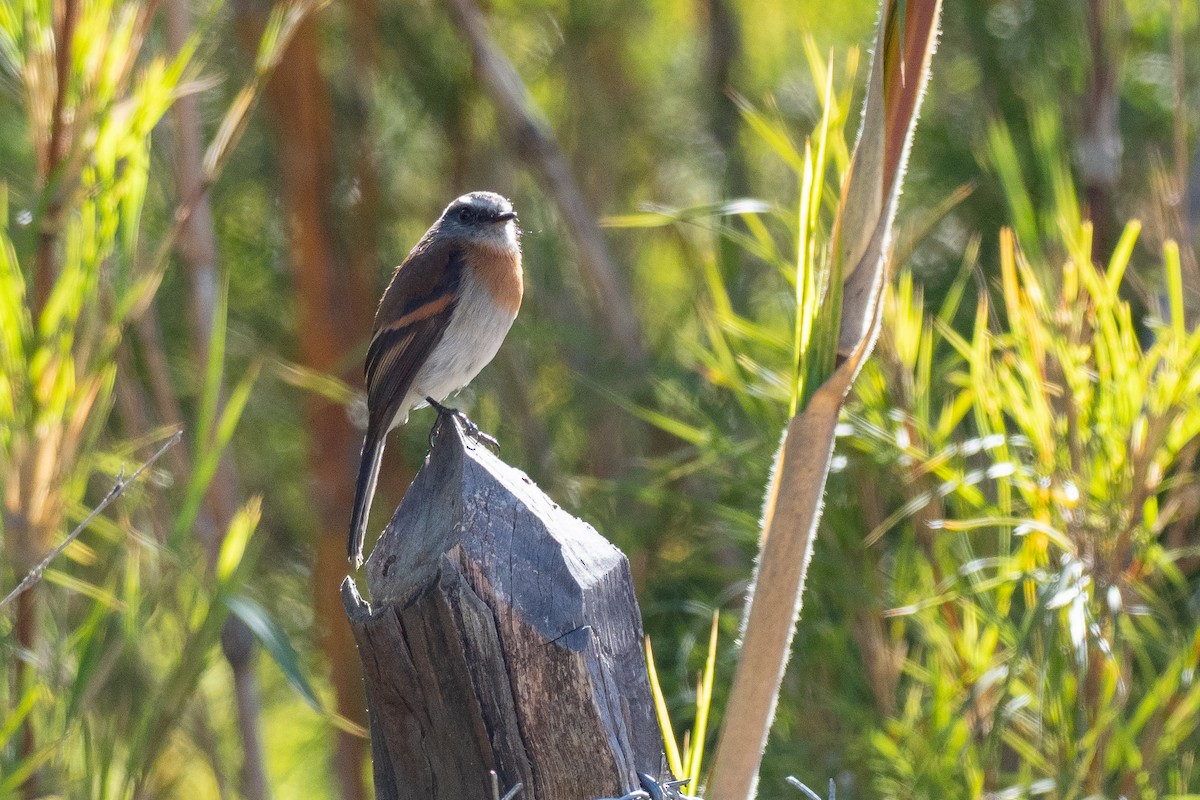 Rufous-breasted Chat-Tyrant - ML640456621