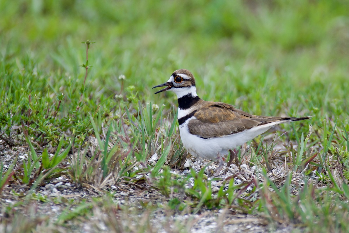 Killdeer - ML640456634