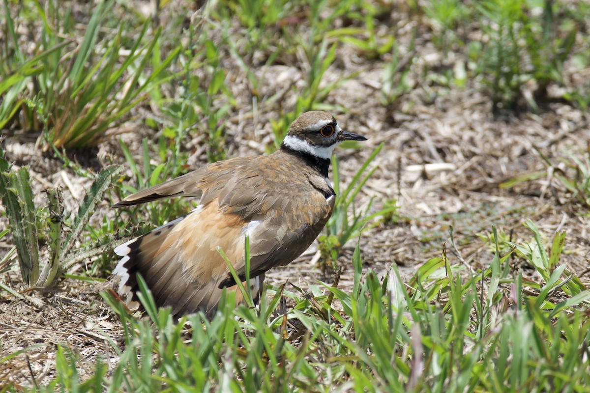 Killdeer - ML640456636