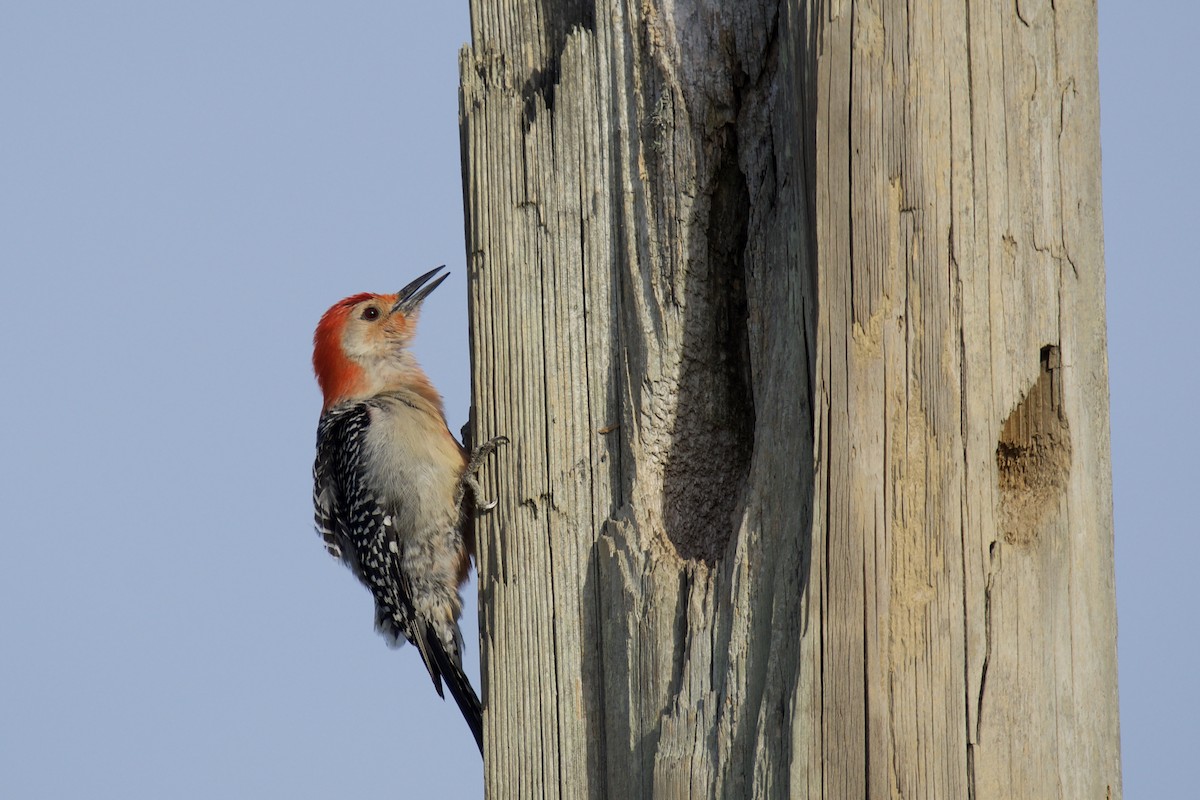Red-bellied Woodpecker - ML640456660