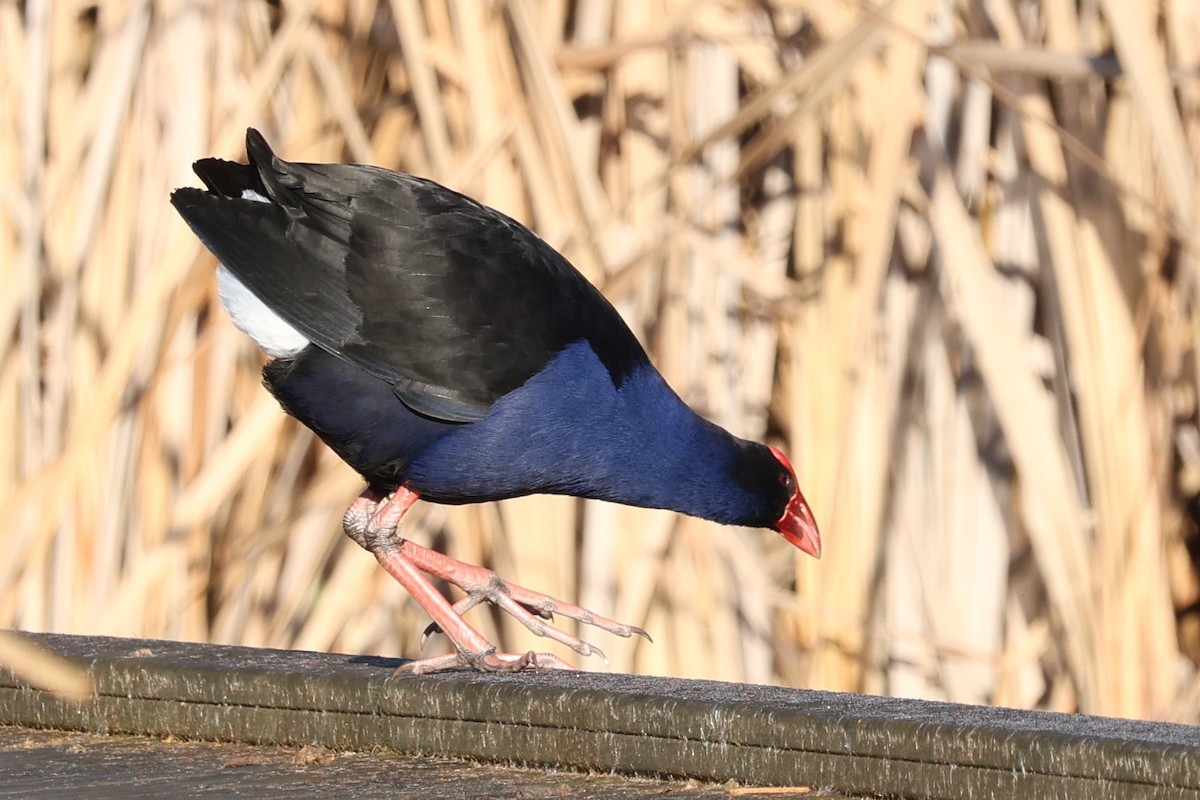 Australasian Swamphen - ML640456661