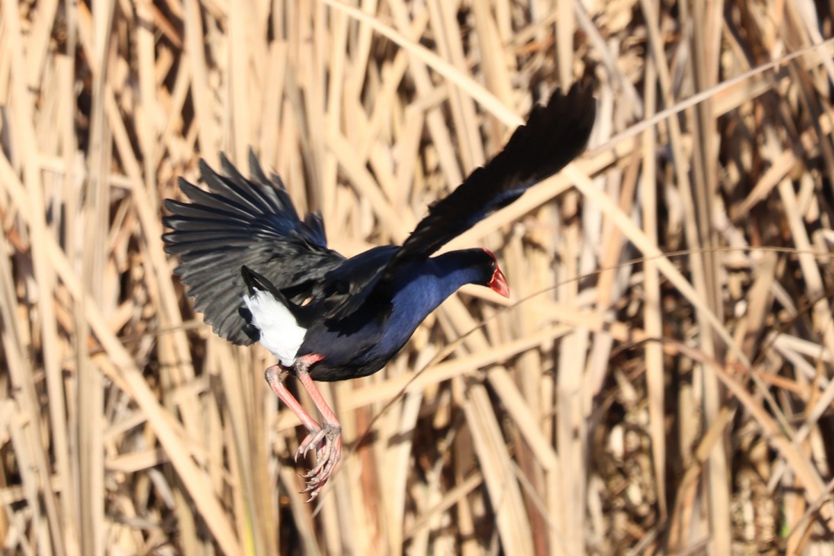 Australasian Swamphen - ML640456663