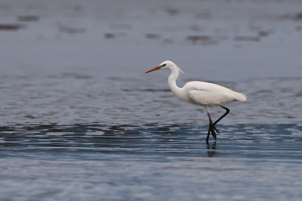 Chinese Egret - ML640456674