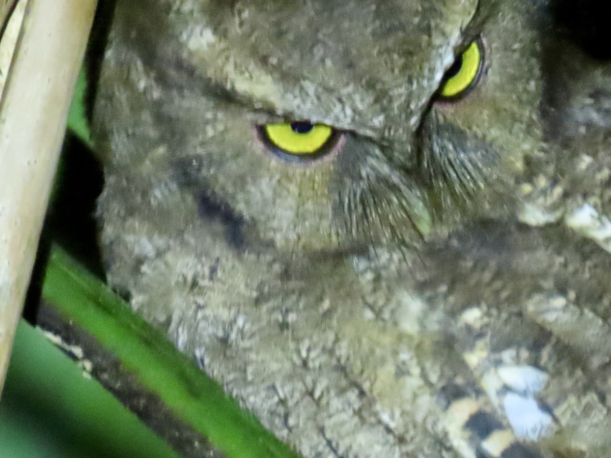 Santa Marta Screech-Owl - ML640456686