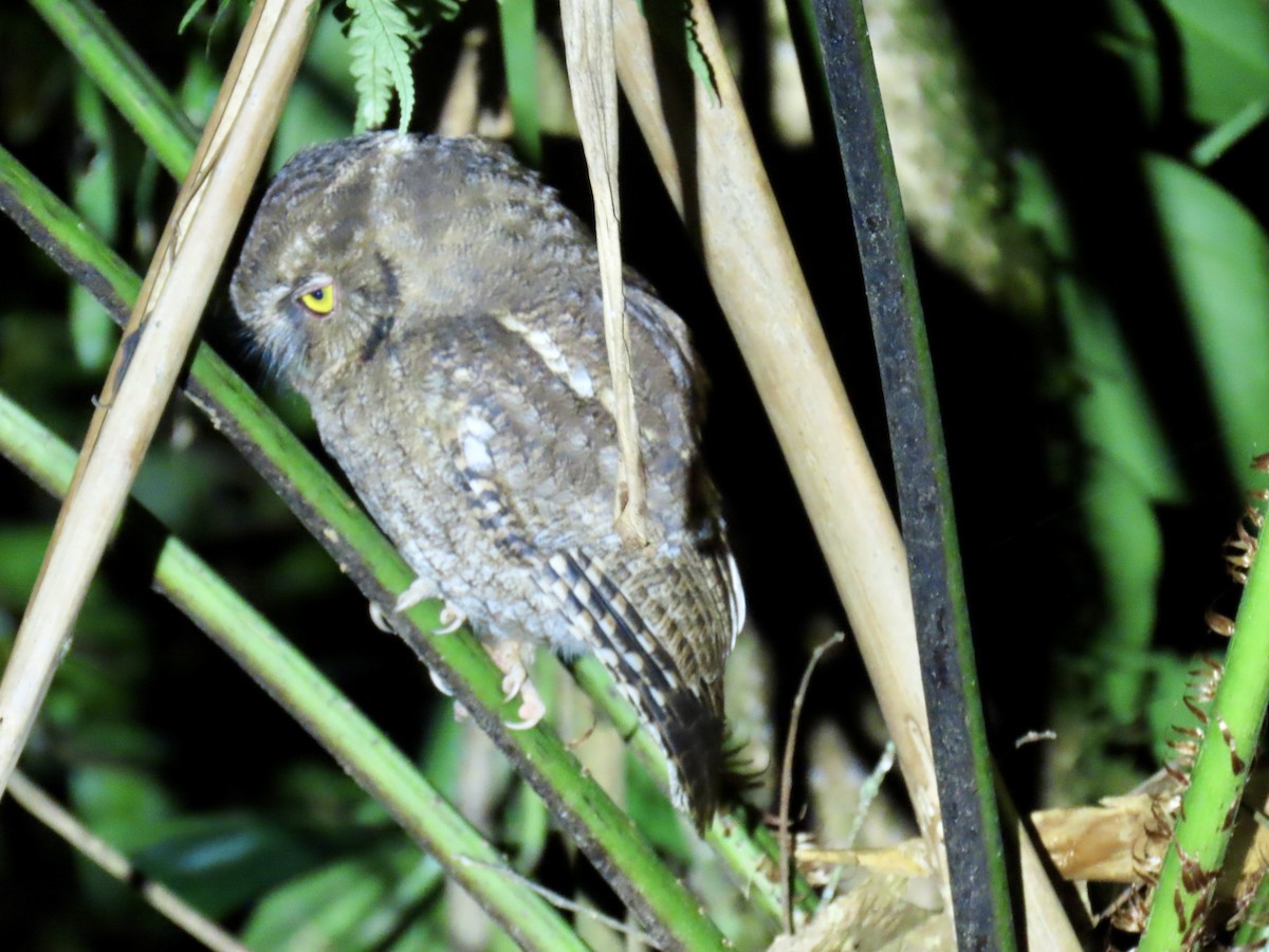 Santa Marta Screech-Owl - ML640456687