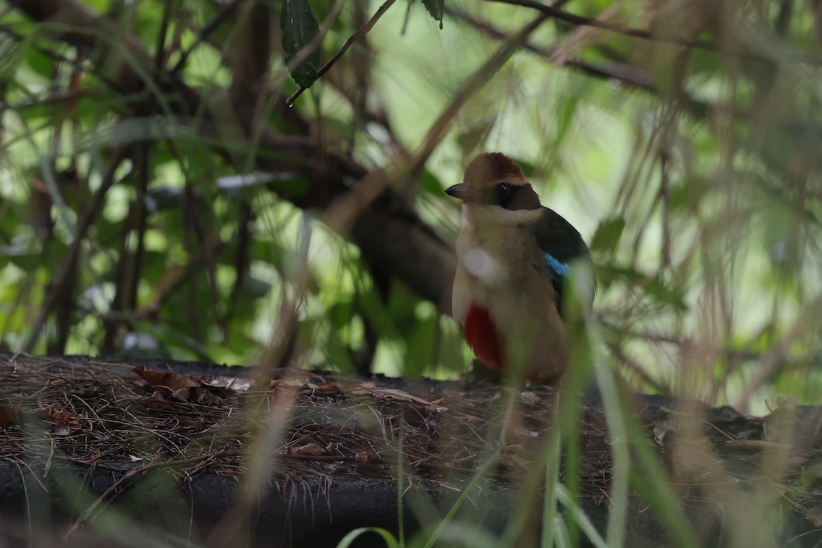 Fairy Pitta - ML640456710
