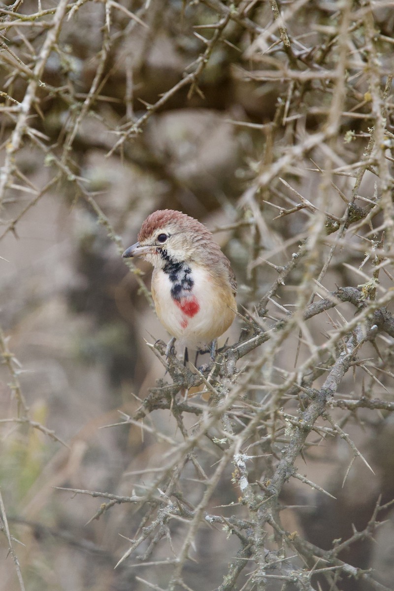 Rosy-patched Bushshrike - ML640456720