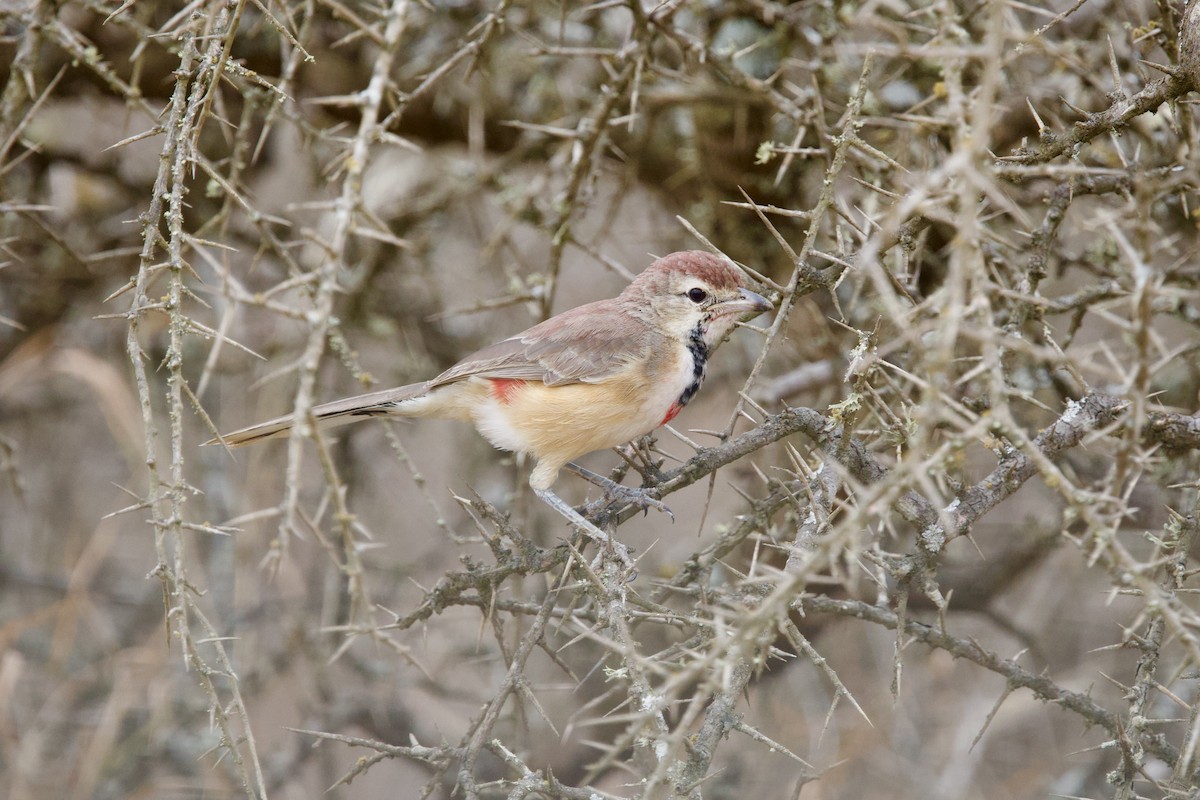 Rosy-patched Bushshrike - ML640456734