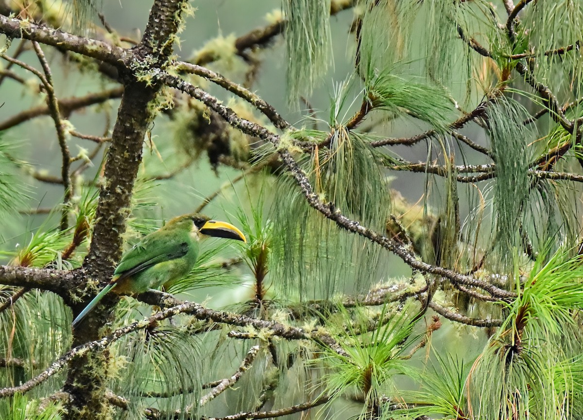 Northern Emerald-Toucanet - ML640456768