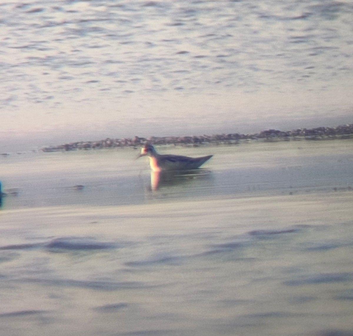 紅領瓣足鷸 - ML640456805