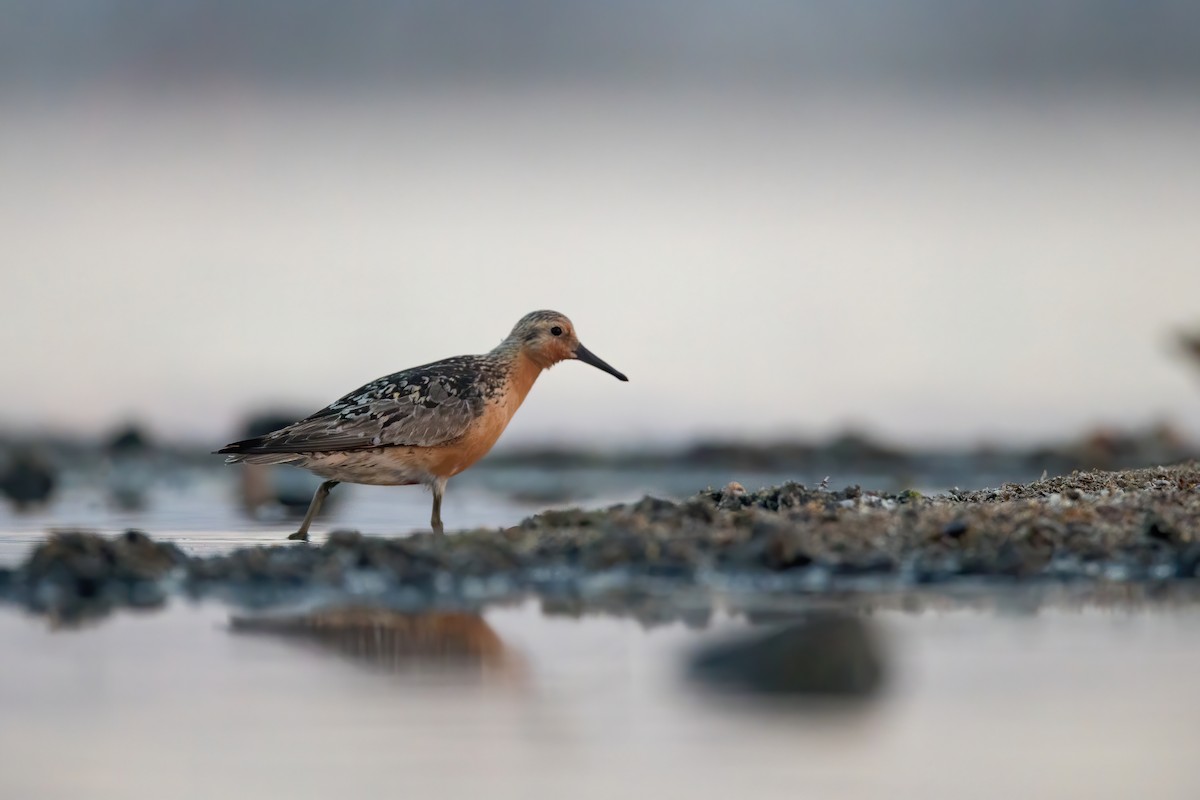 紅腹濱鷸 - ML640456808