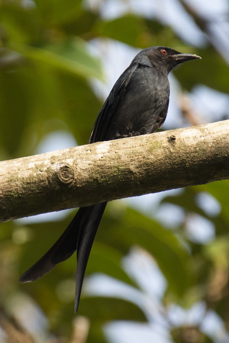 Ashy Drongo - ML640456812