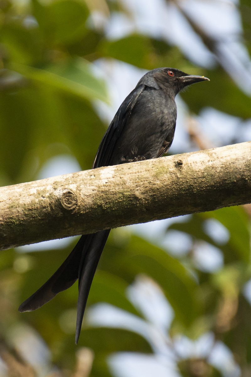 Ashy Drongo - ML640456813