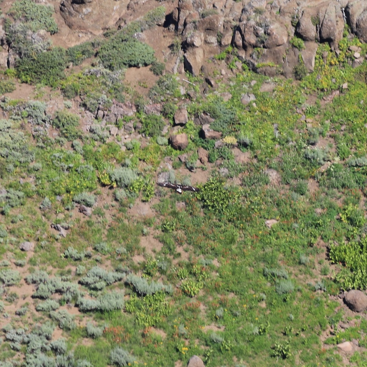 Цармын бүргэд - ML640456839