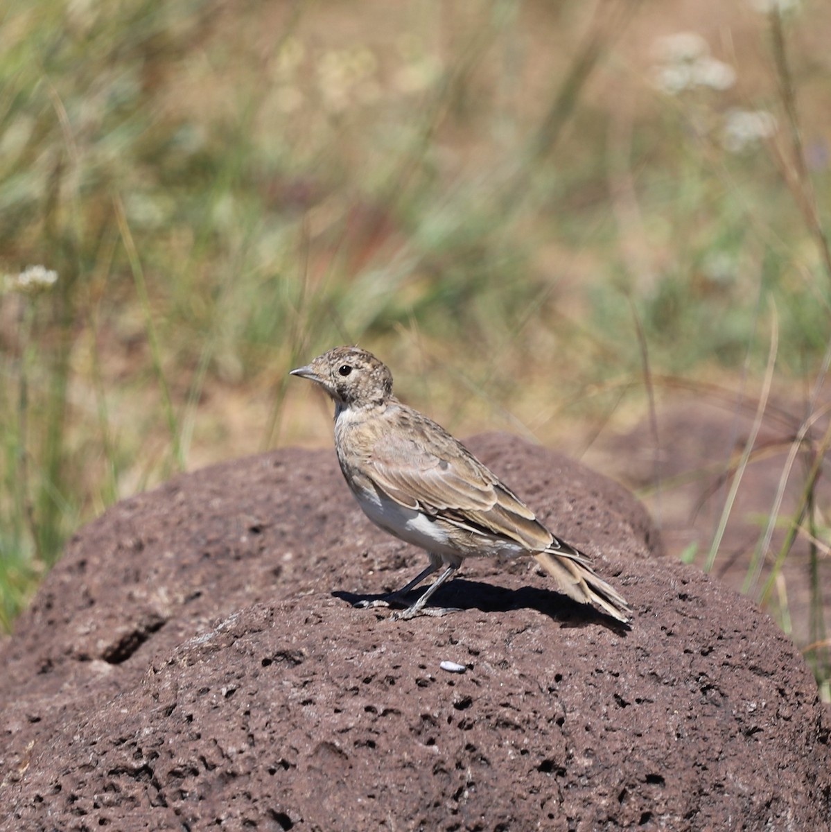 Эвэрт болжмор - ML640456841
