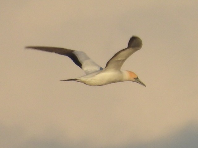 Australasian Gannet - ML640456865