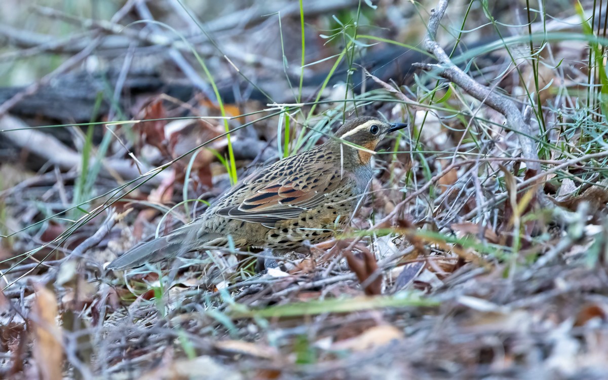 Spotted Quail-thrush - ML640456935