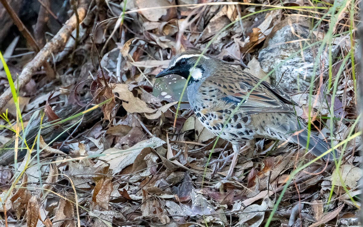 Spotted Quail-thrush - ML640456936