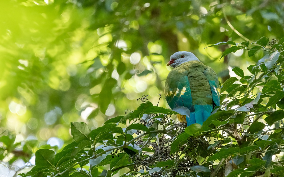 Wompoo Fruit-Dove - ML640456947