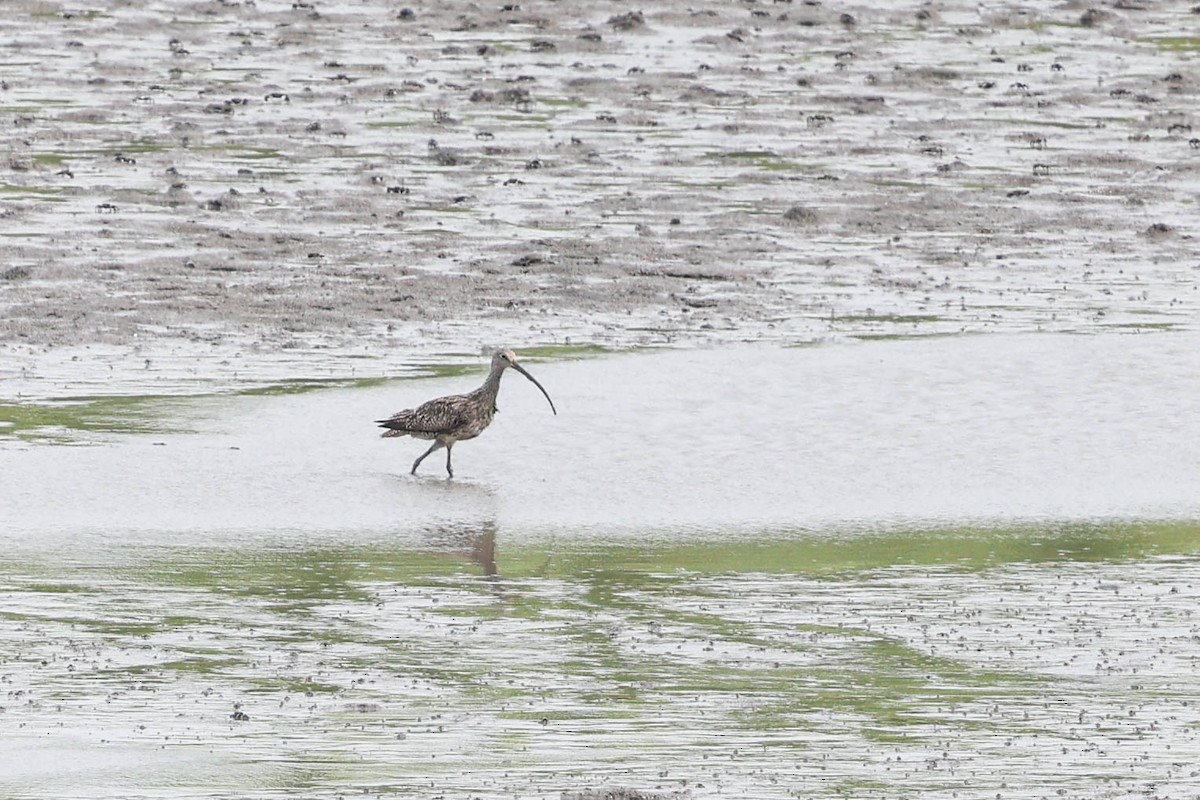 Мадагаскар тутгалжин - ML640456979