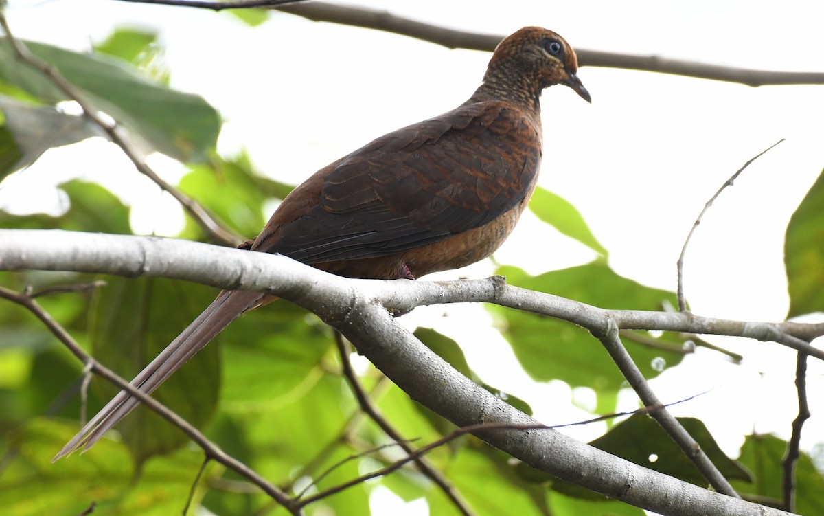 Sultan's Cuckoo-Dove - ML640456995
